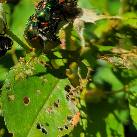japanese beetle on chewed leaves | Invasive insects | Burkholder PHC