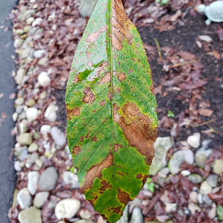 anthracnose spots on a leaf - plant health care in Narberth PA by Burkholder PHC
