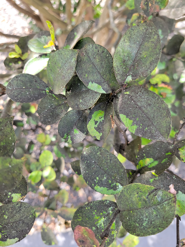 Leaves infested with crape myrtle bark scale | Burkholder PHC