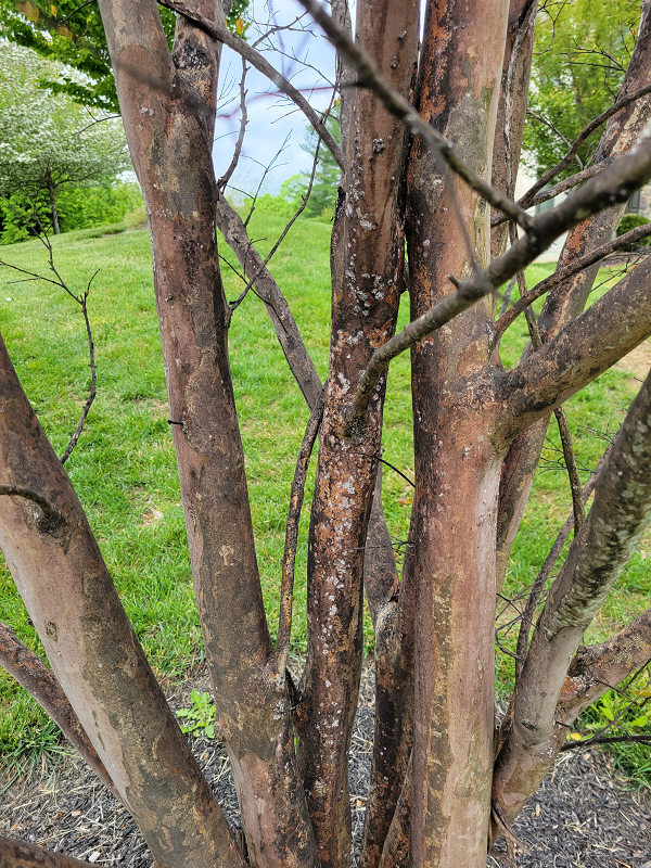 Tree with middle branch infested with crape myrtle bark scale | Burkholder PHC