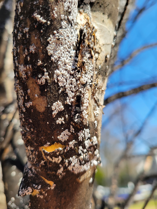 Section of Tree with Crape Myrtle bark scale | Burkholder PHC