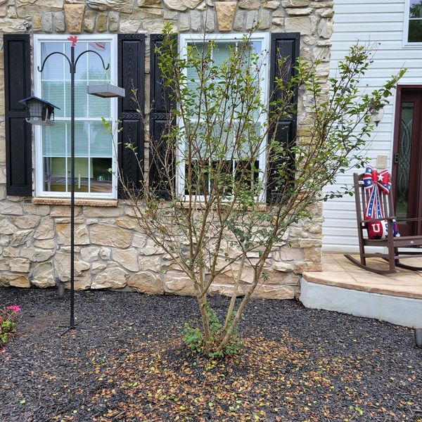 crape myrtle with leaf drop due to crape myrtle bark scale | Burkholder PHC