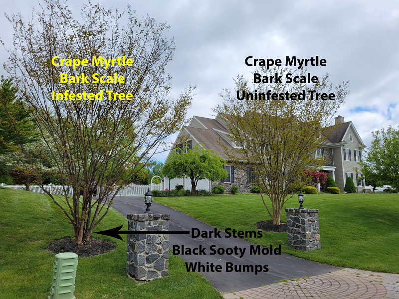 Crape Myrtles with symptoms of crape myrtle bark scale indicated } Burkholder PHC