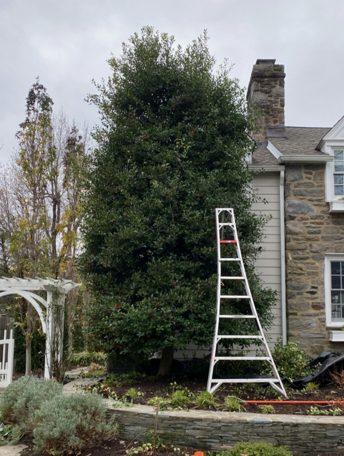 Holly Before Reduction Pruning | Burkholder PHC