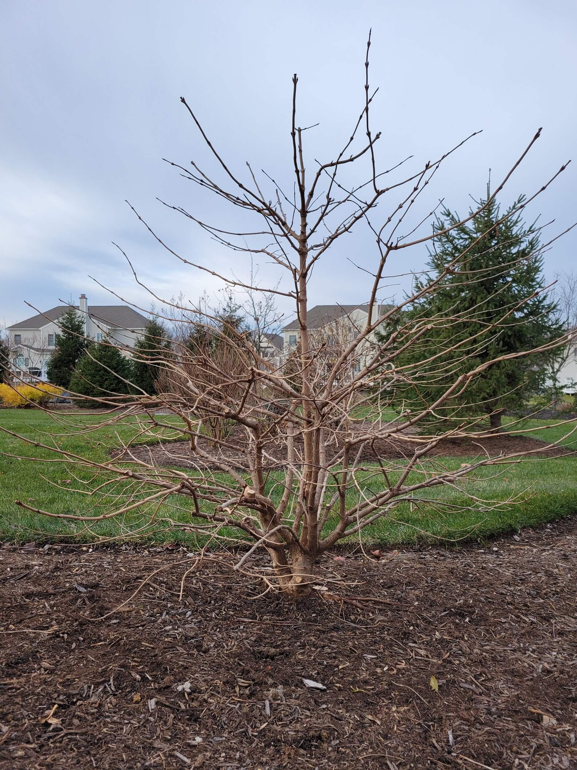 Viburnum Pruning After Corrective pruning | Burkholder PHC