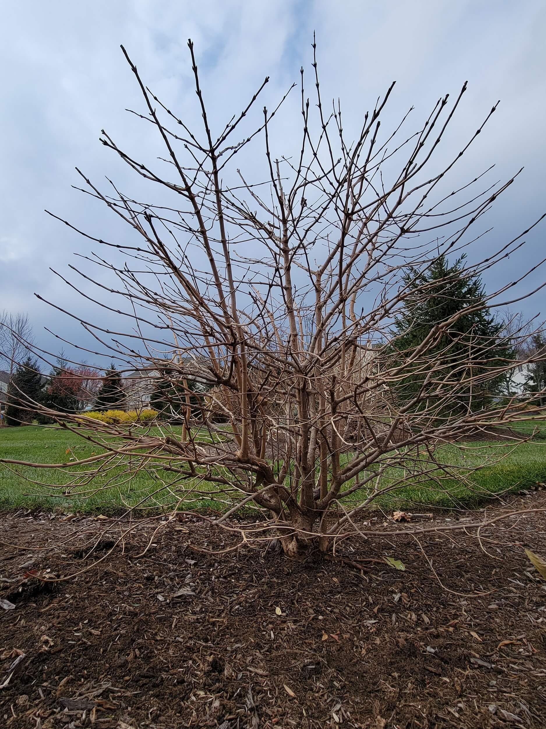 Viburnum Pruning Before Corrective pruning | Burkholder PHC