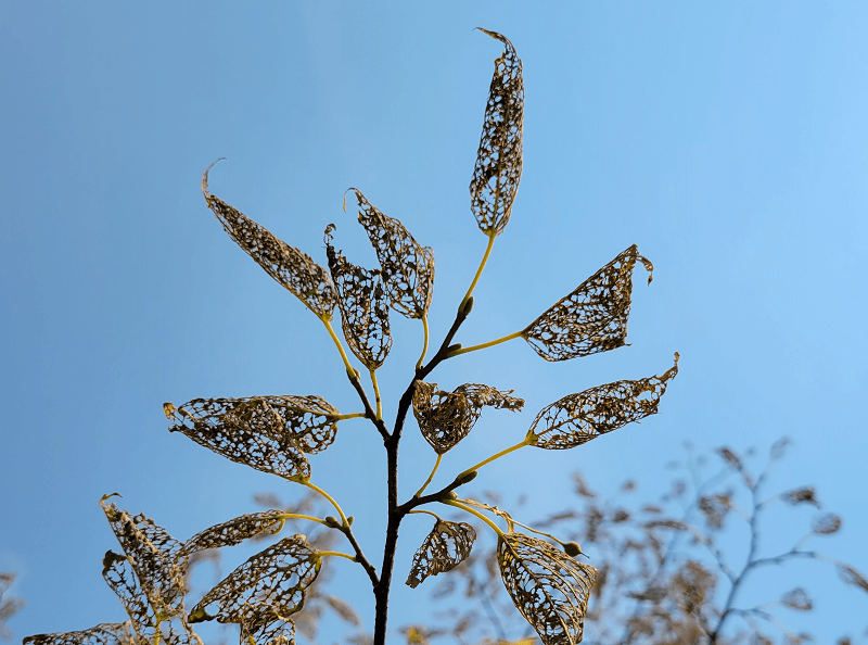 Japanese Beetle Damage | Burkholder PHC