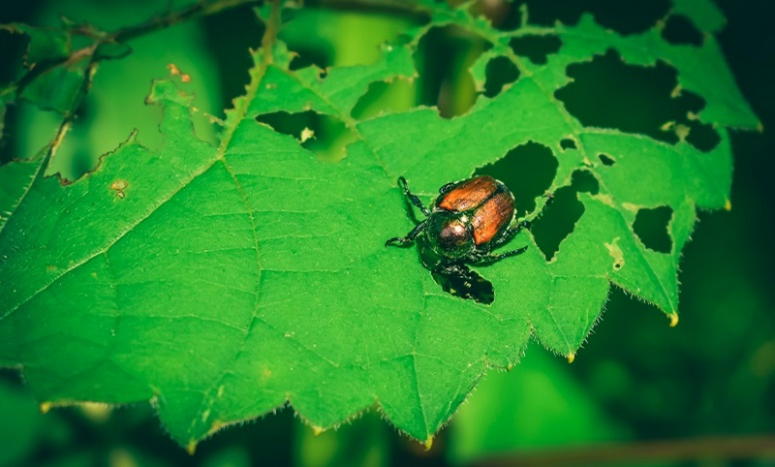 Japanese Beetle on a leaf | Burkholder PHC