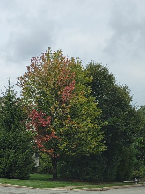 Phytophthora rot on a maple tree | Phytophthora Root Rot | Burkholder PHC