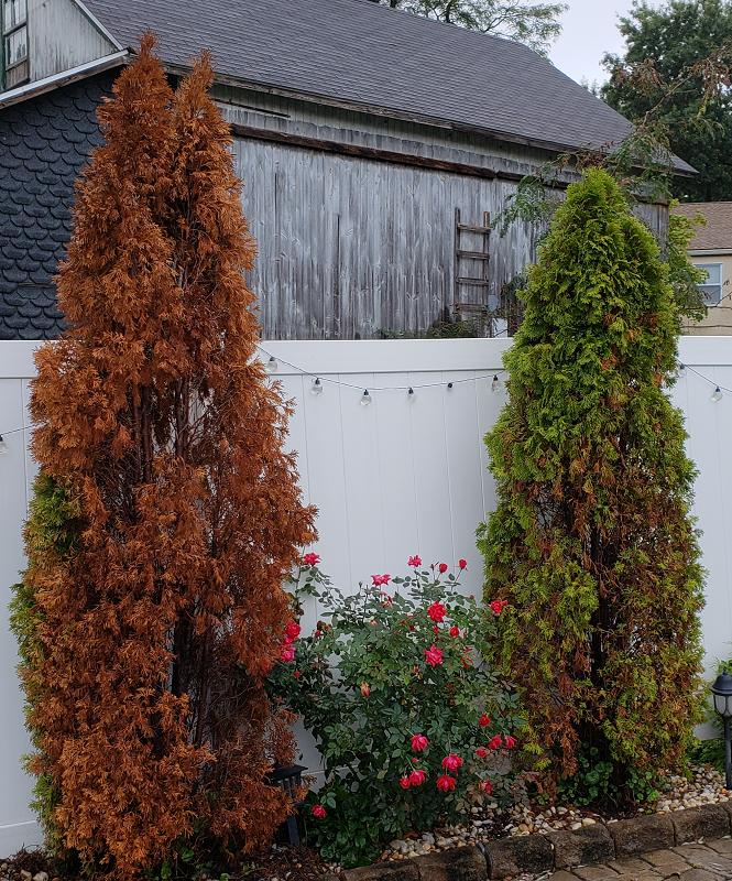 Phytophthora rot on an Arborvitae | Phytophthora Root Rot | Burkholder PHC