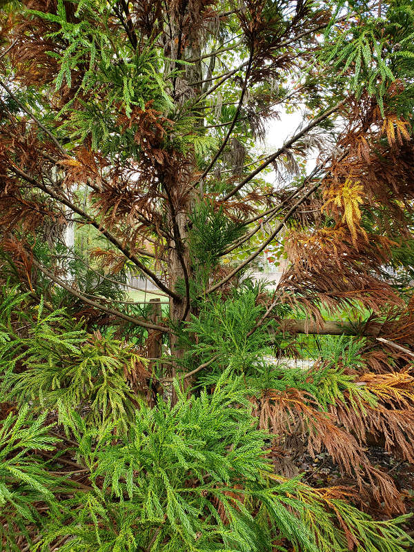 Phytophthora rot on Cryptomeria | Phytophthora Root Rot | Burkholder PHC