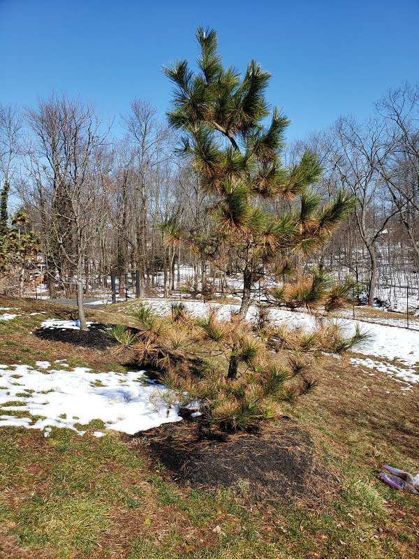 Phytophthora rot on a pine tree | Phytophthora Root Rot | Burkholder PHC