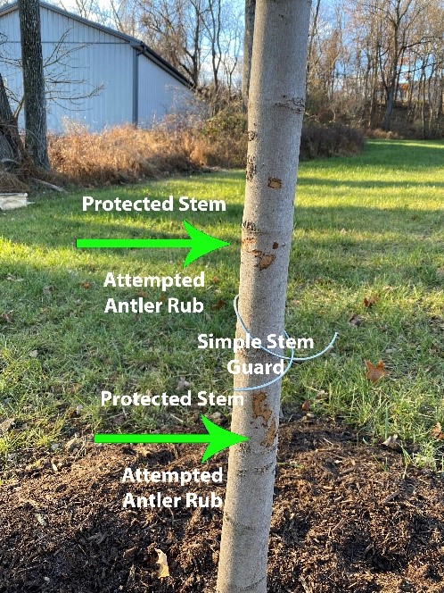 image of a tree trunk with deer damage and applied treatments | Burkholder Plant Health Care year in review