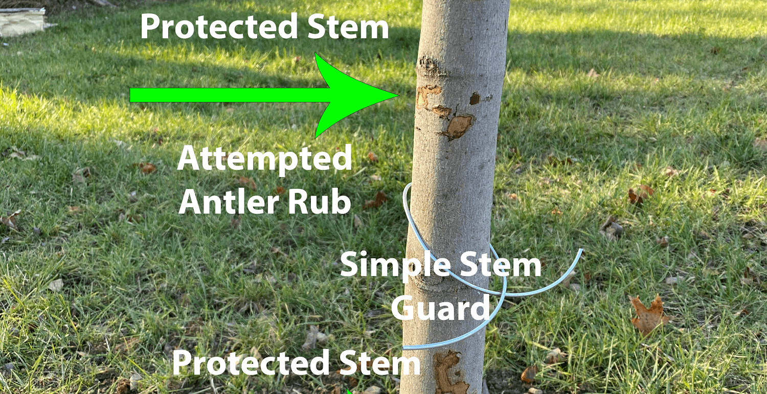 diagram of trunk with deer rub damage and deterrents | plant health care year in review | Burkholder PHC