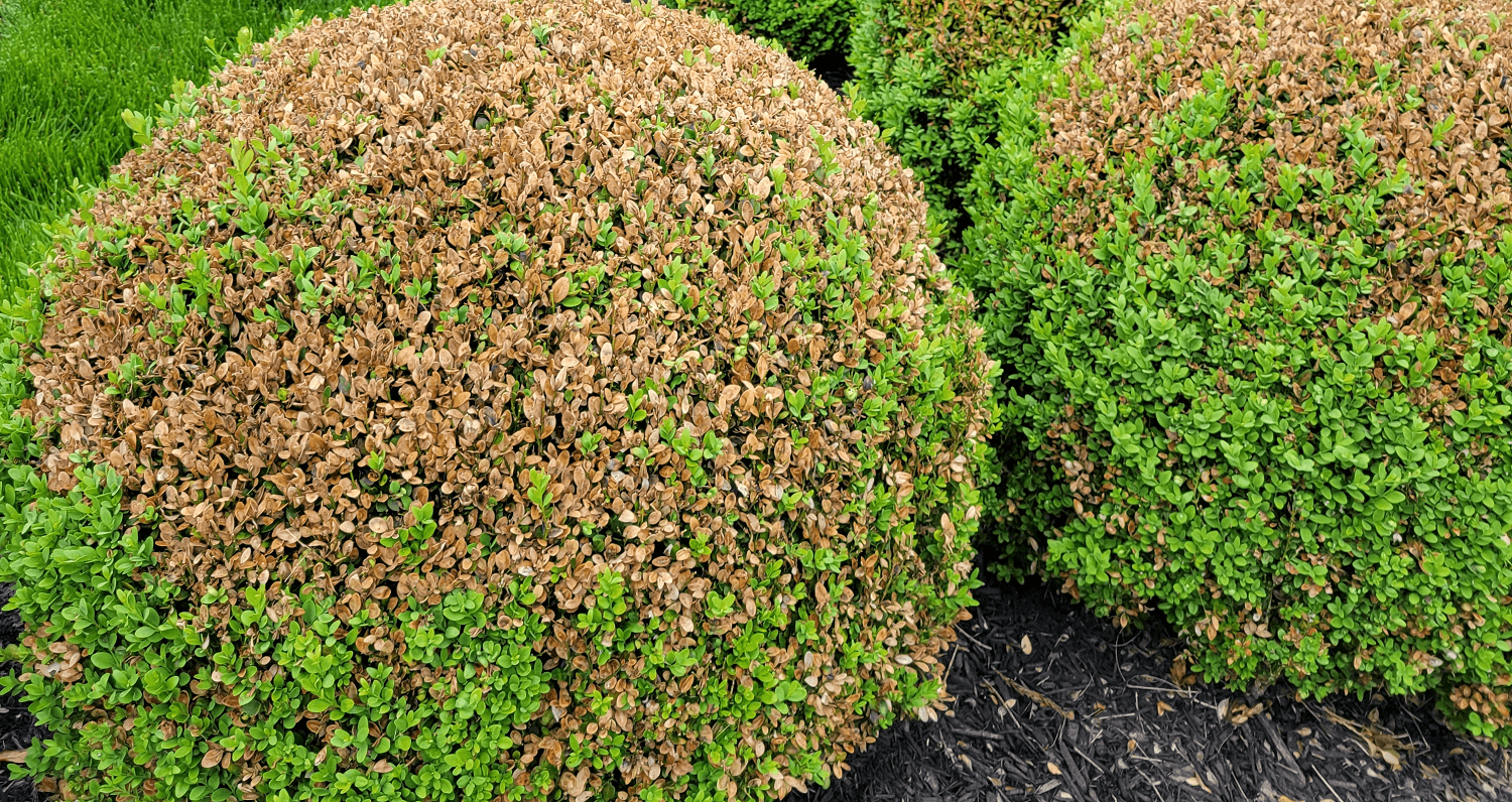 boxwood leafminer damage | plant health care year in review | Burkholder PHC