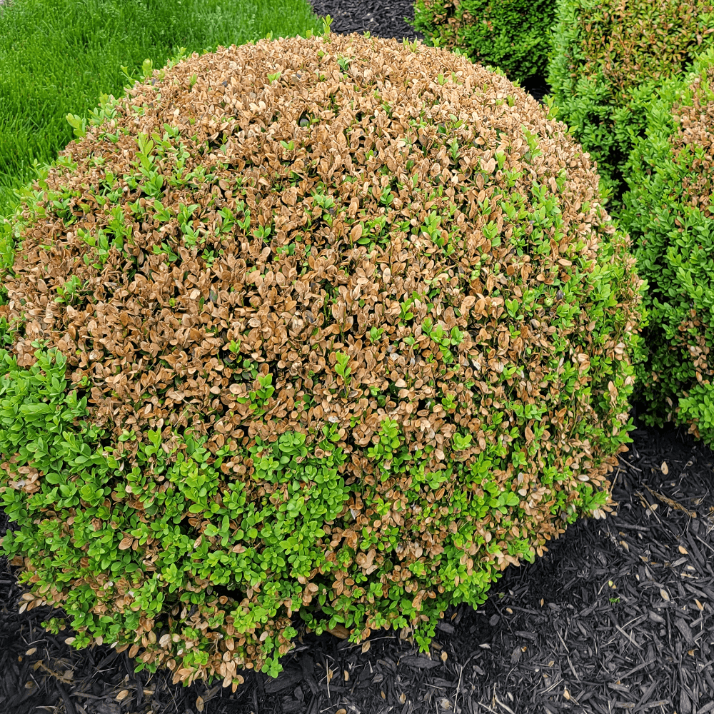 square image of boxwood leafminer damage | plant health care year in review | Burkholder PHC