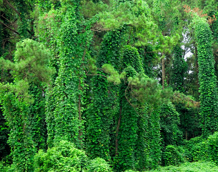 kudzu covering trees - Invasive species - Burkholder PHC