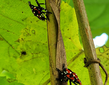 Spotted lanternfly on plant | Invasive insects | Burkholder PHC