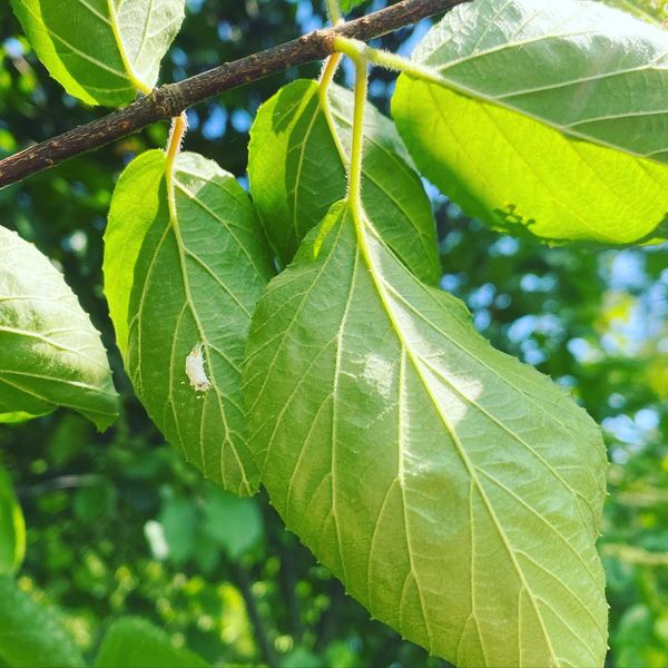 Tree Leaves with Cottony Camellia Scale Insects and egg mass| Burkholder PHC