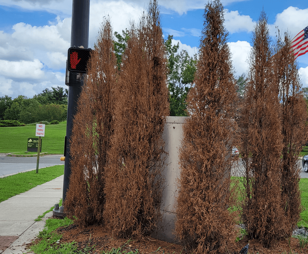 Arborvitae damage, dieback and defoliation, due to bagworms | Burkholder PHC
