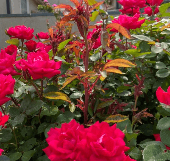 Rose rosette in bright pink roses - Burkholder PHC