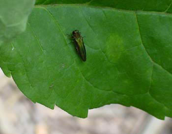 emerald ash borer on a leaf - photo by Brian Wheeler, United States Department of Agriculture
