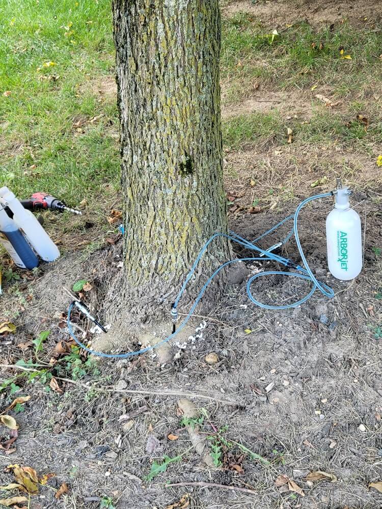 tree being treated for emerald ash borer infestation - Burkholder PHC