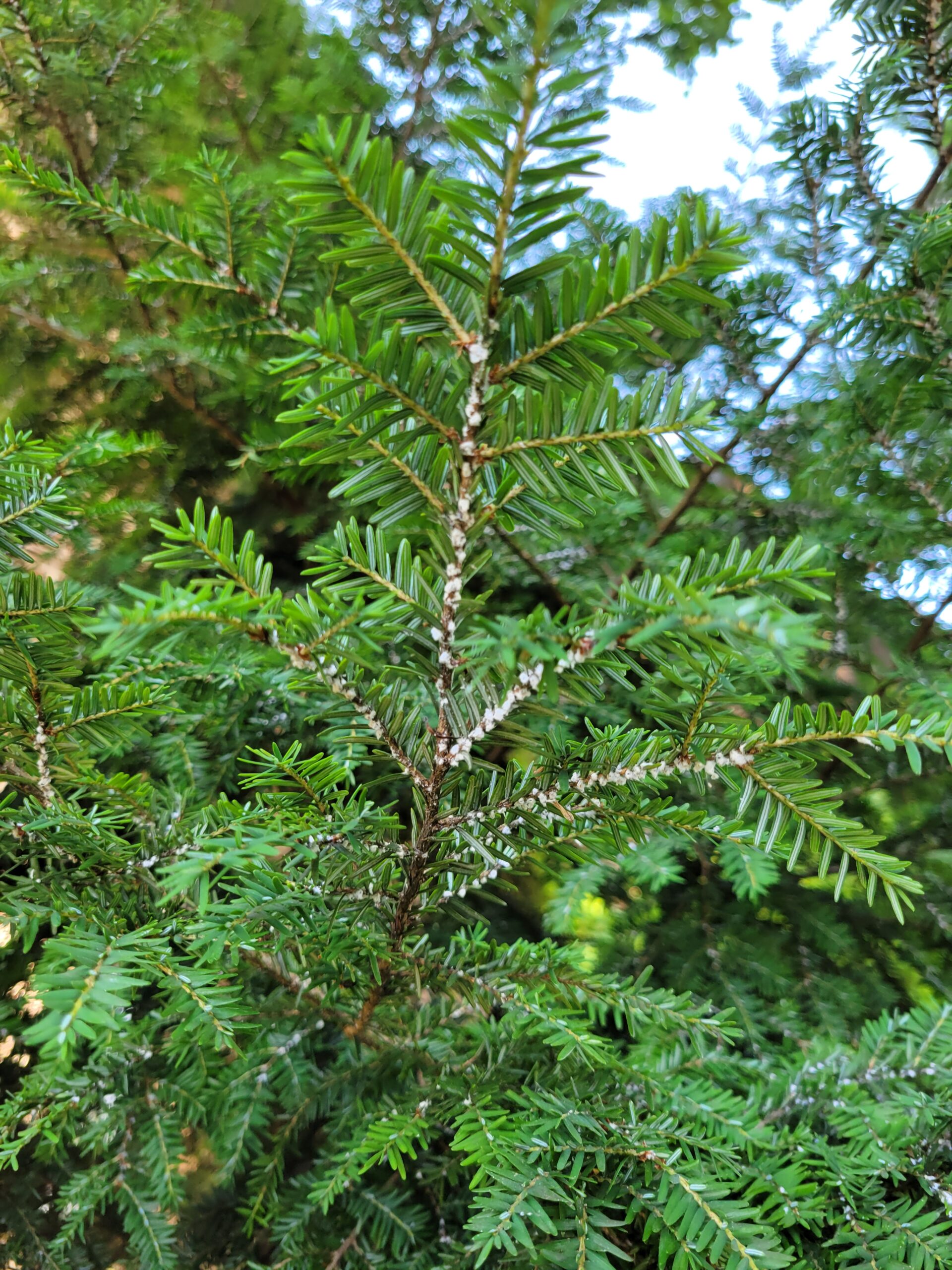 Dieback on hemlock from hemlock wooly adelgid-burkholderphc