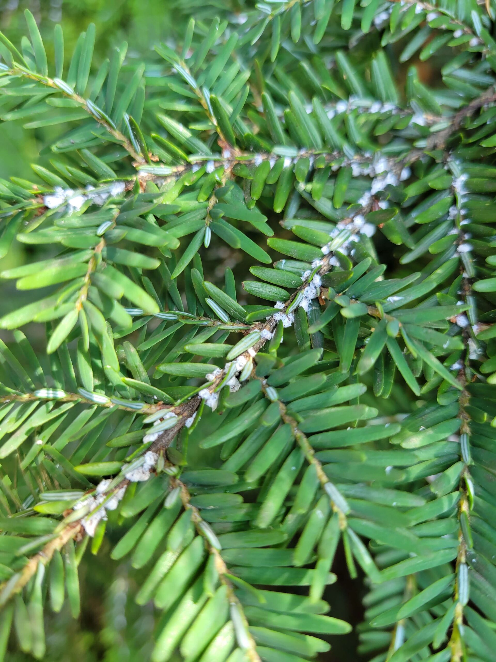 Hemlock wooly adelgid on a branch - Burkholder PHC