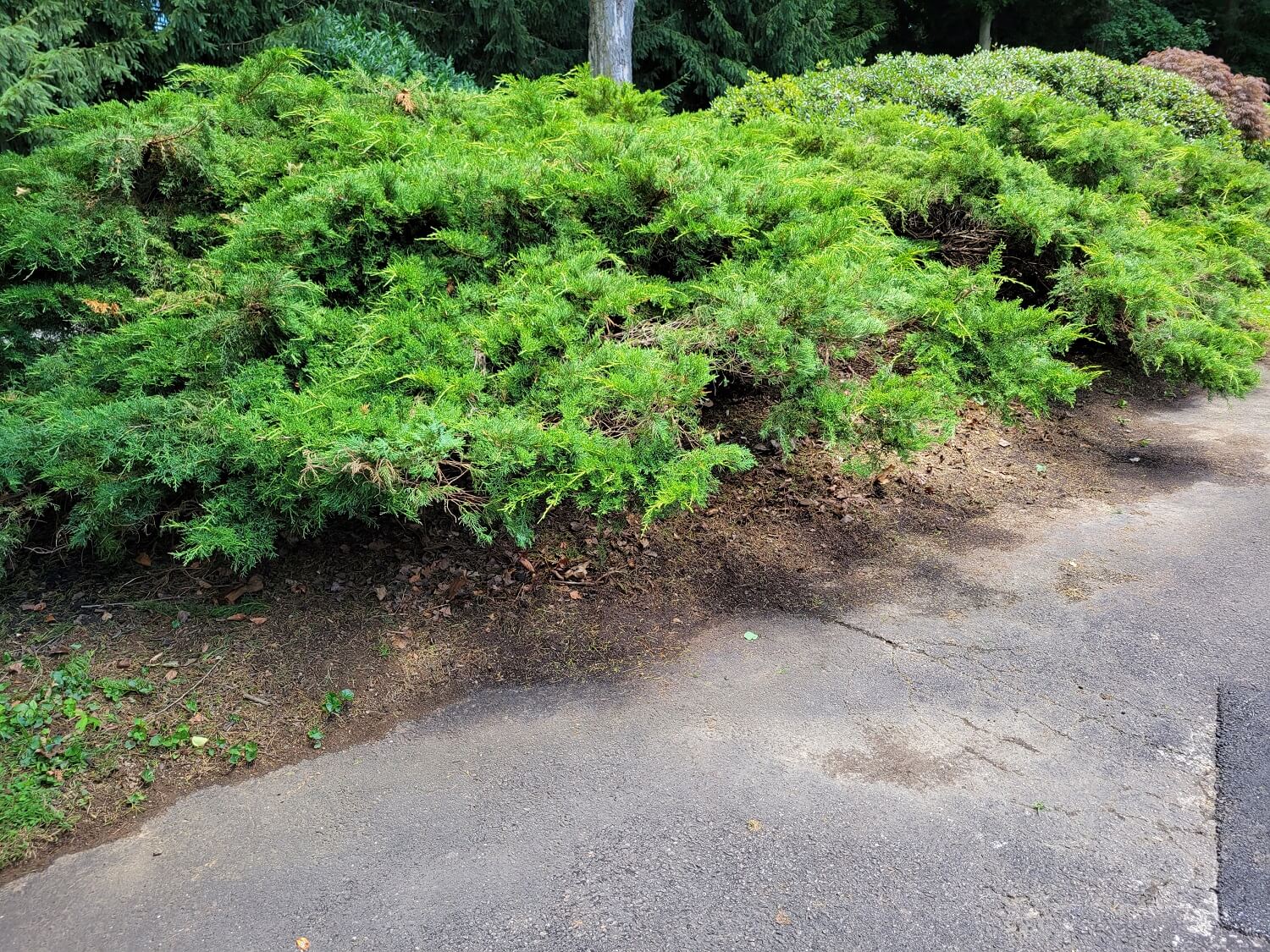 Juniper shrub after corrective pruning - corrective pruning and structural pruning - Burkholder PHC