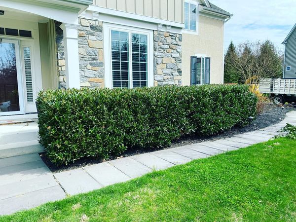 cherry laurels in front of a house - before structural pruning - Burkholder PHC