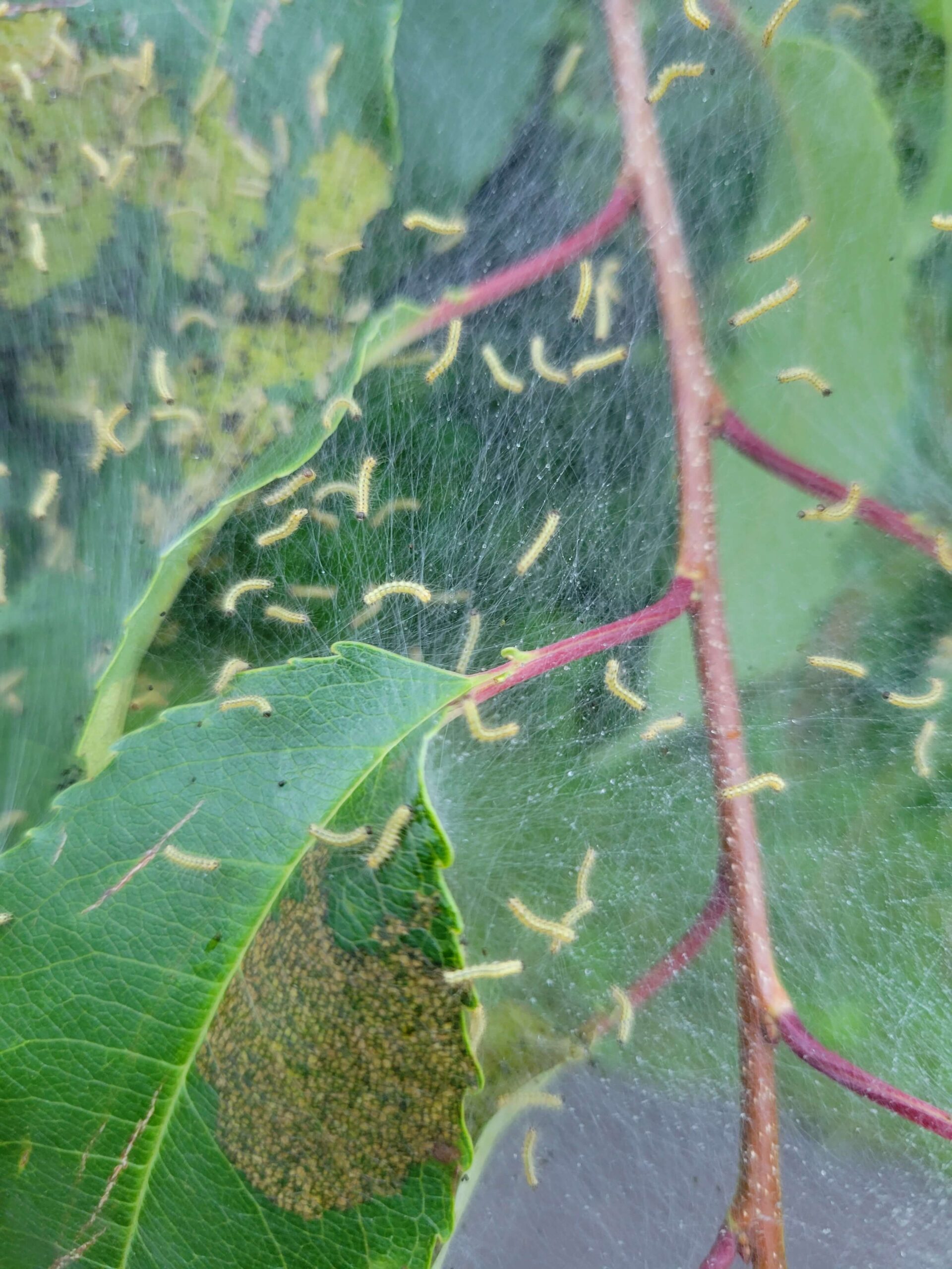 Fall webworm larvae on a black cherry tree branch - Burkholder PHC