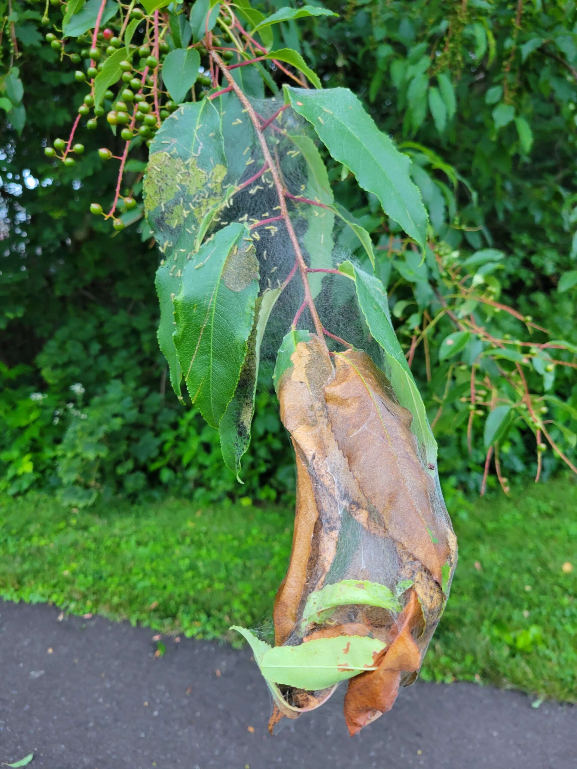 Fall webworm on a black cherry tree- Burkholder PHC