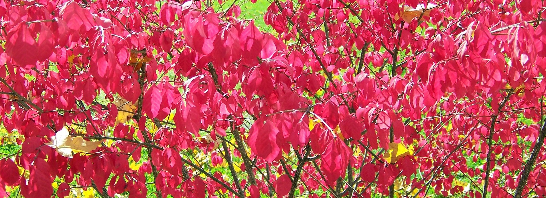 Burning Bush Invasive Plant Burkholder Plant Health Care