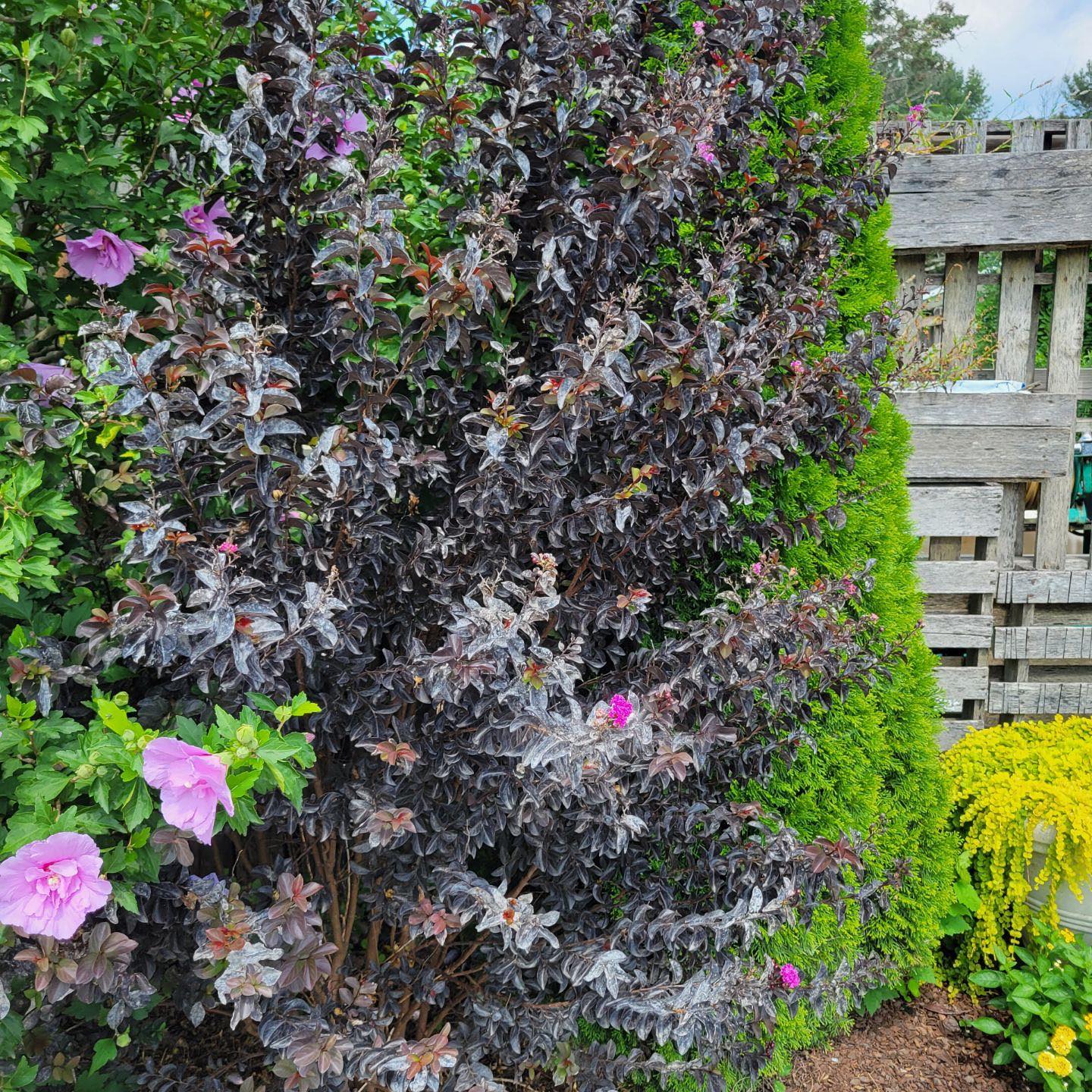 crape myrtle plant with crape myrtle - Burkholder PHC