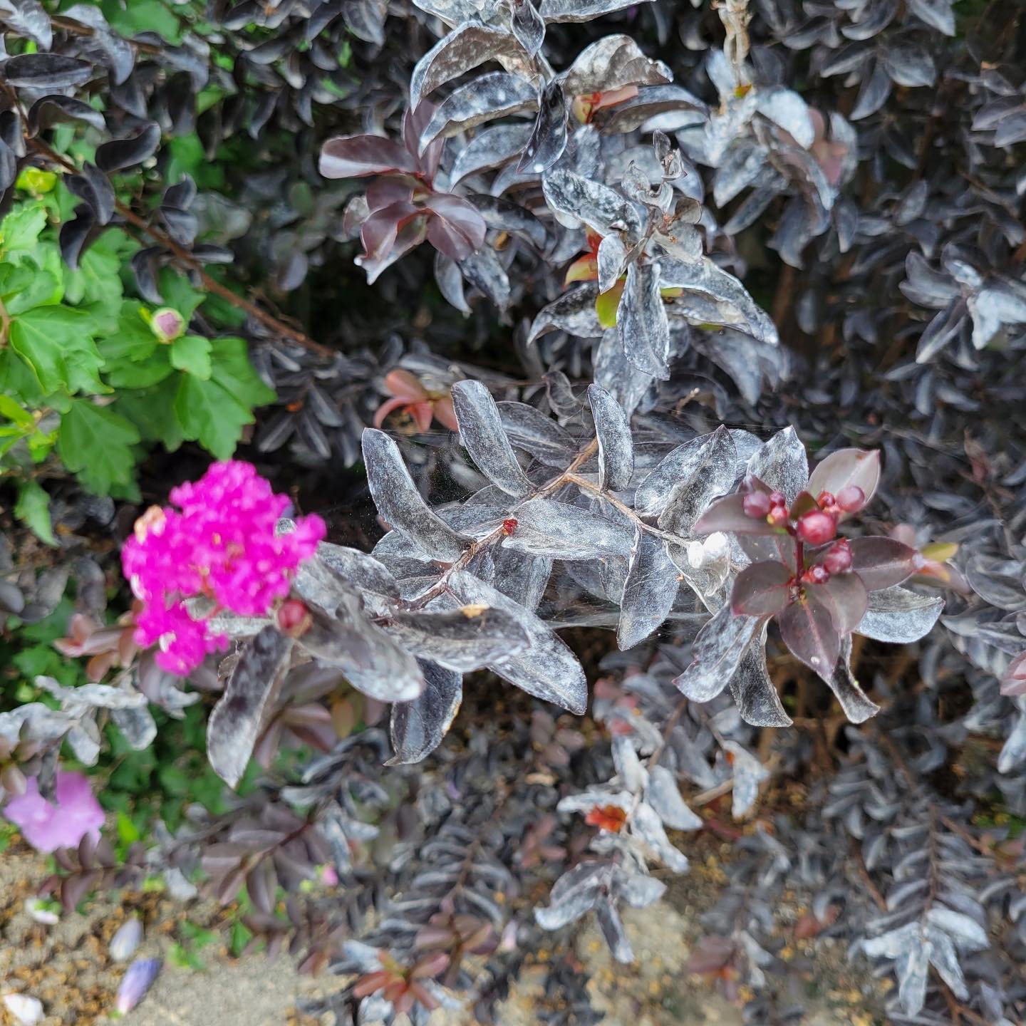 crape myrtle plant with powdery mildew on leaves - Burkholder PHC