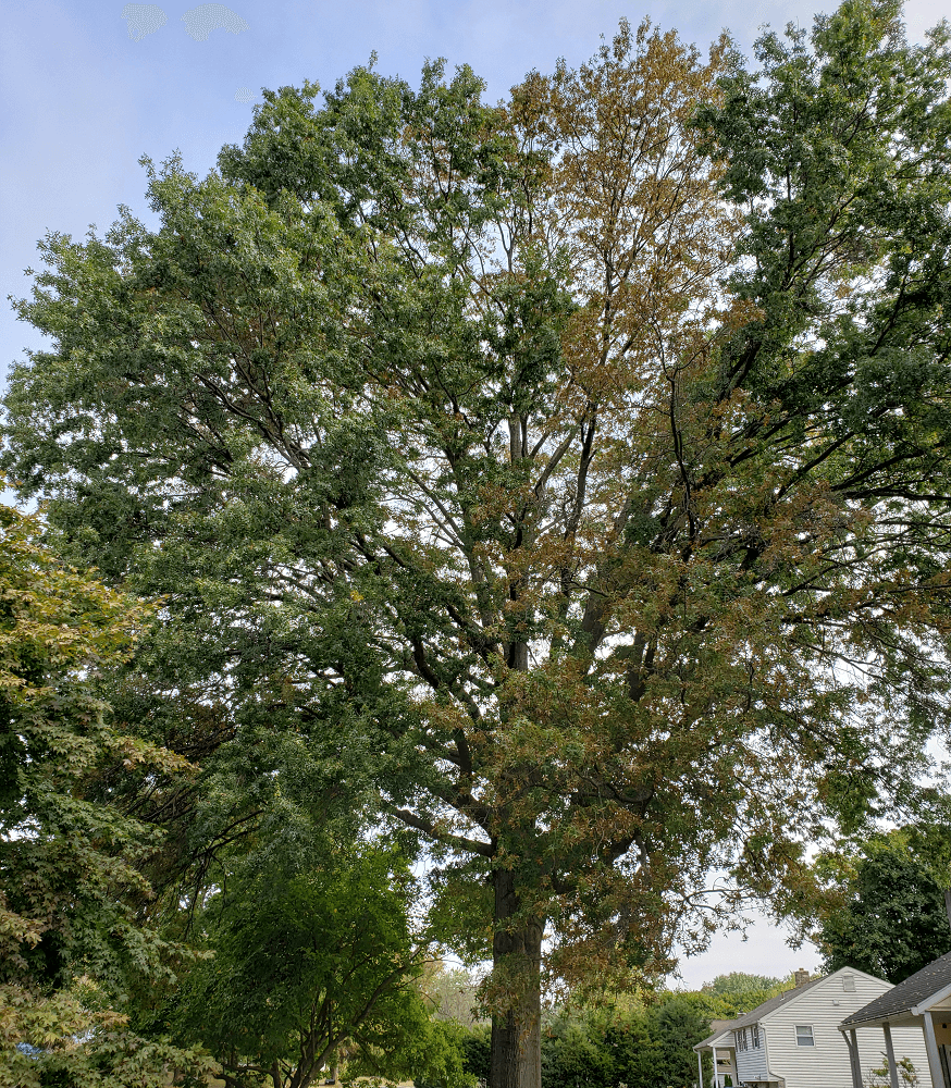 bacterial leaf scorch on a pin oak tree - Burkholder PHC