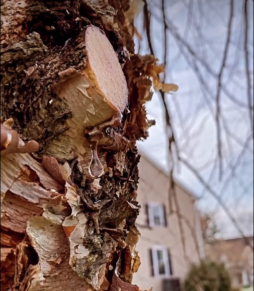 river birch tree with branch cut and sap dripping - best time to prune river birch trees - Burkholder PHC