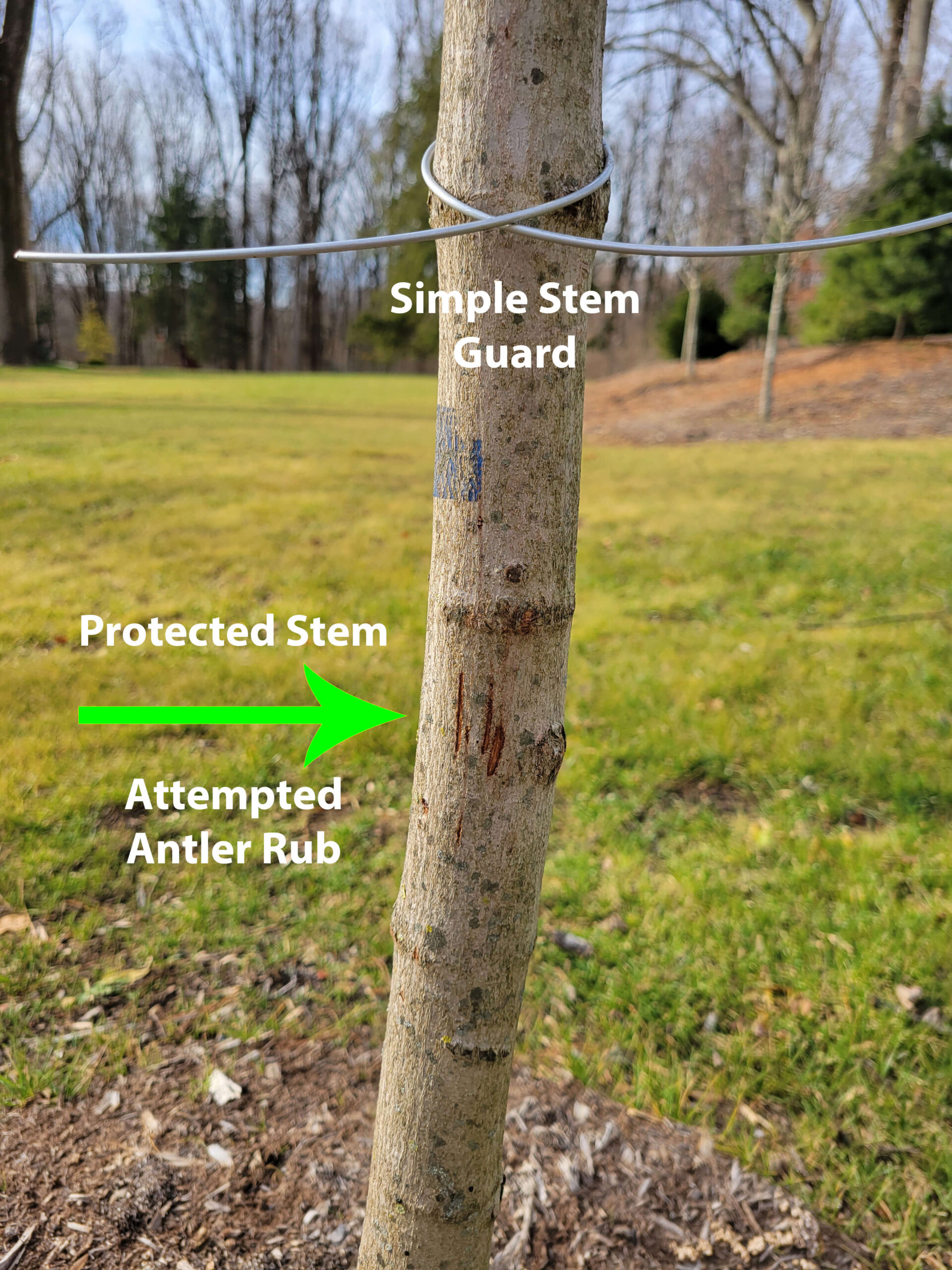 Tree protected from deer damage to trees - Burkholder PHC