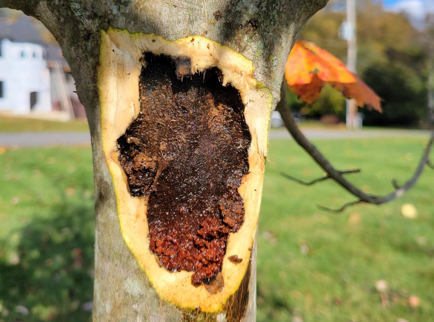 Hybrid maple tree with leopard moth damage - Burkholder Plant Health Care discoveries