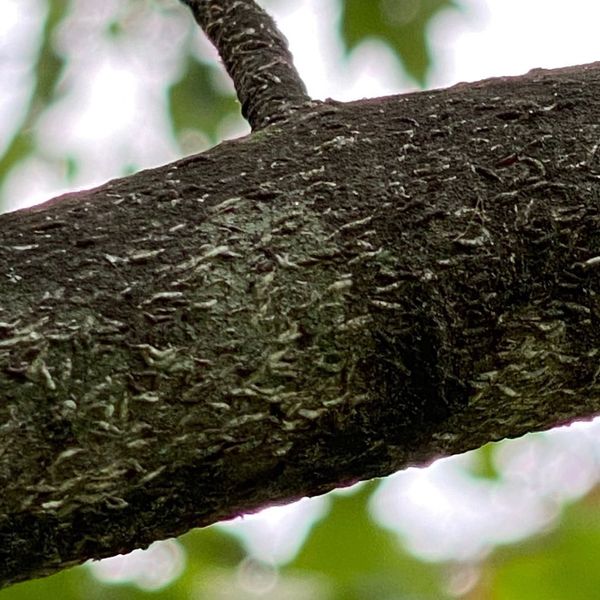 branch with Japanese Maple Scale - Burkholder PHC