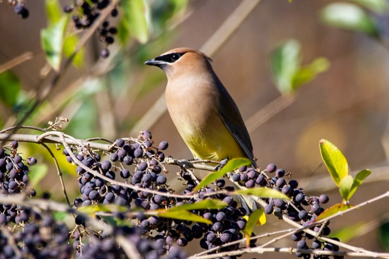 bird resting on a Chinese Privet invasive species - Burkholder PHC