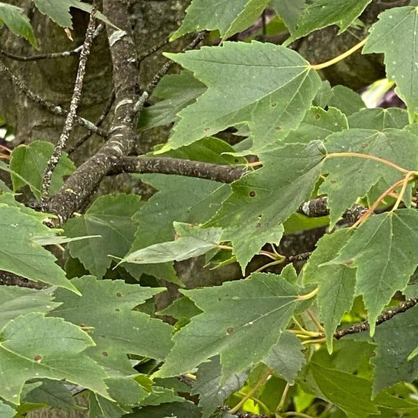 leaves with Japanese Maple Scale - Burkholder PHC