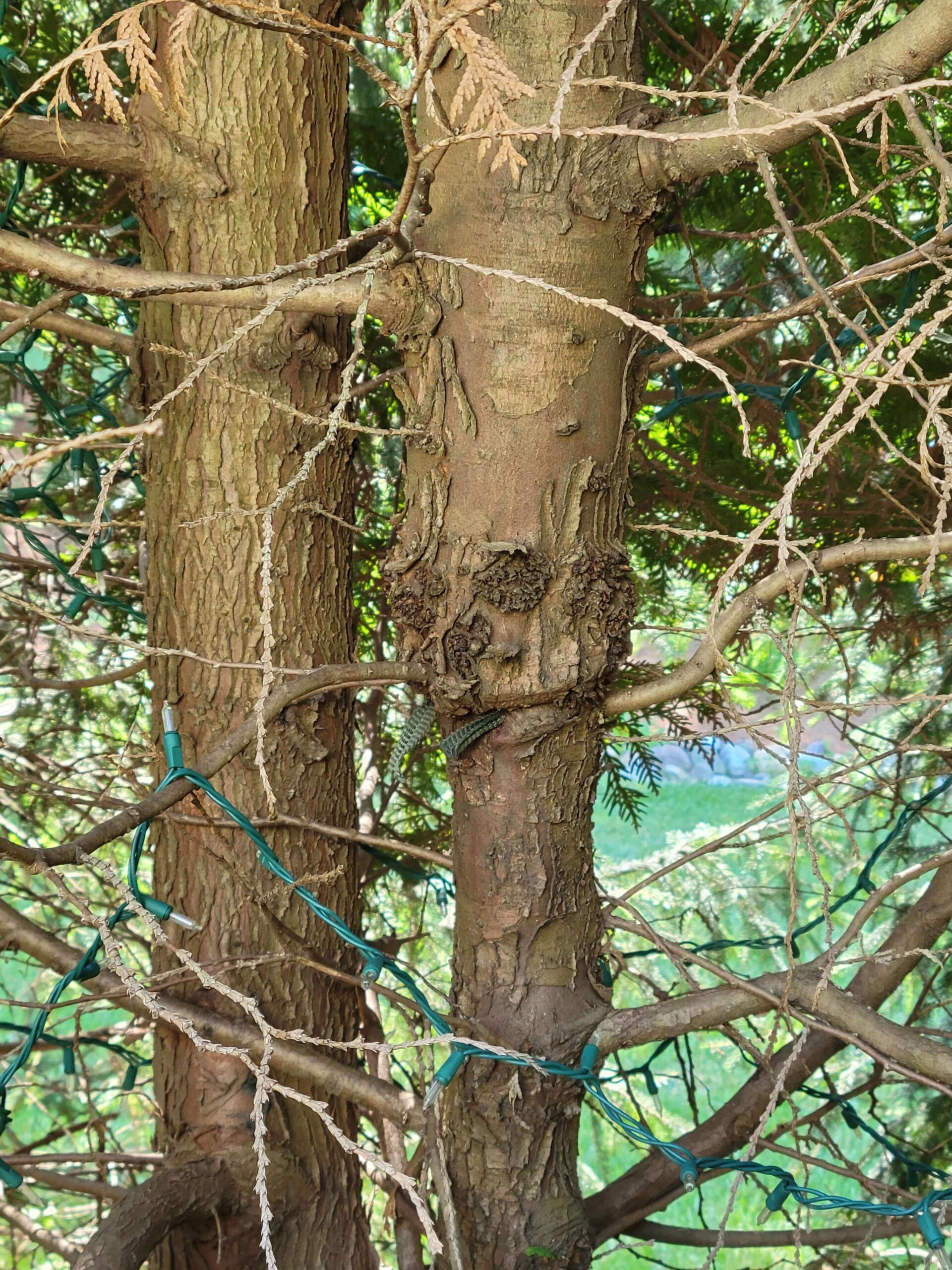 Trunk of Arborvitae with dieback and discoloration from girdling roots - Burkholder PHC
