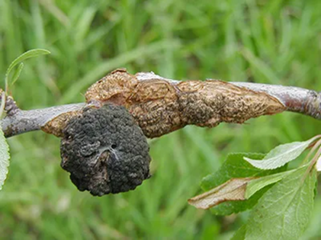 Black Knot of Stone Fruit on branch - Burkholder PHC