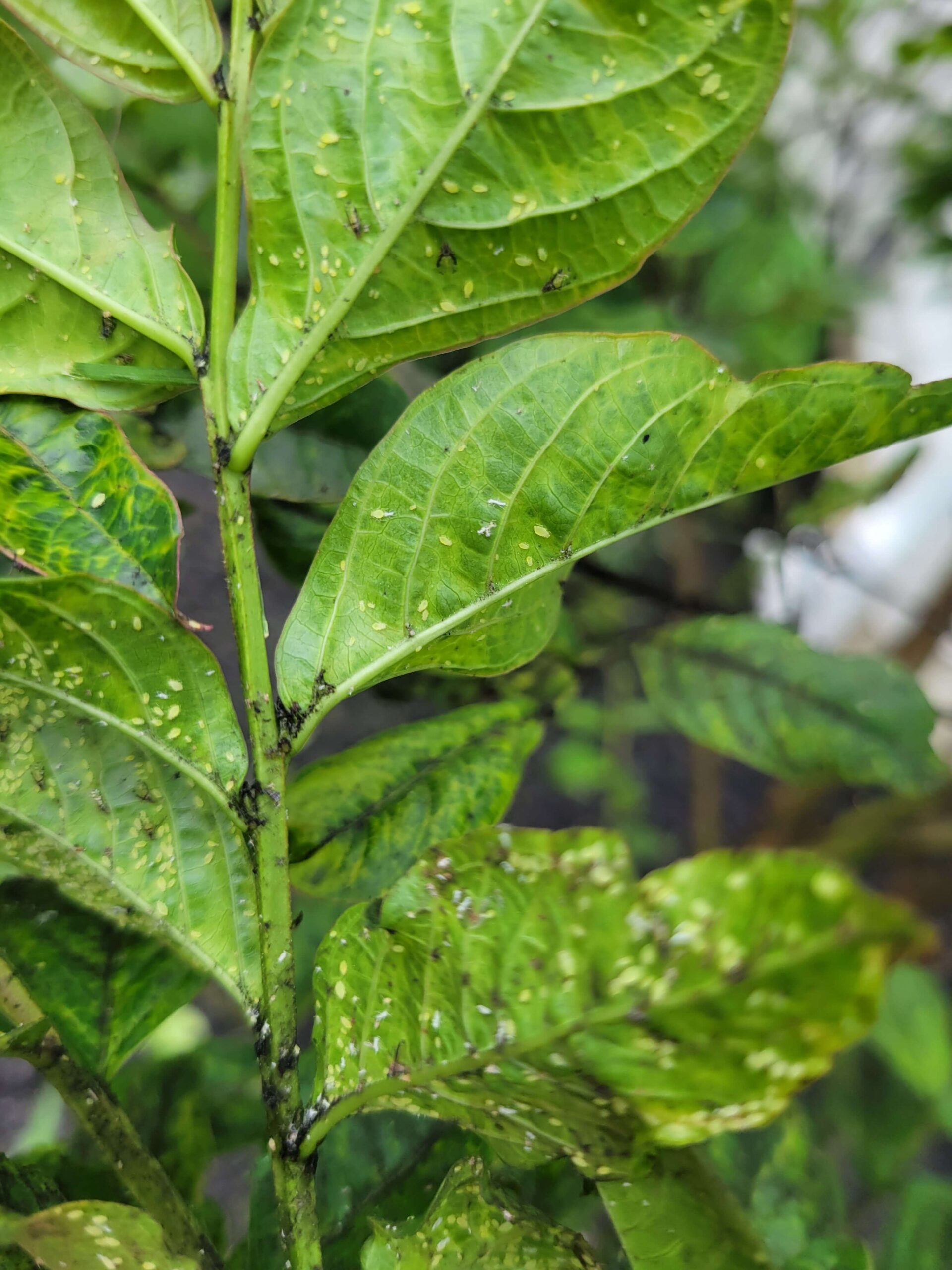 Crape Myrtle problems are one of the 2025 plant health concerns Burkholder has treated in the first half of this year