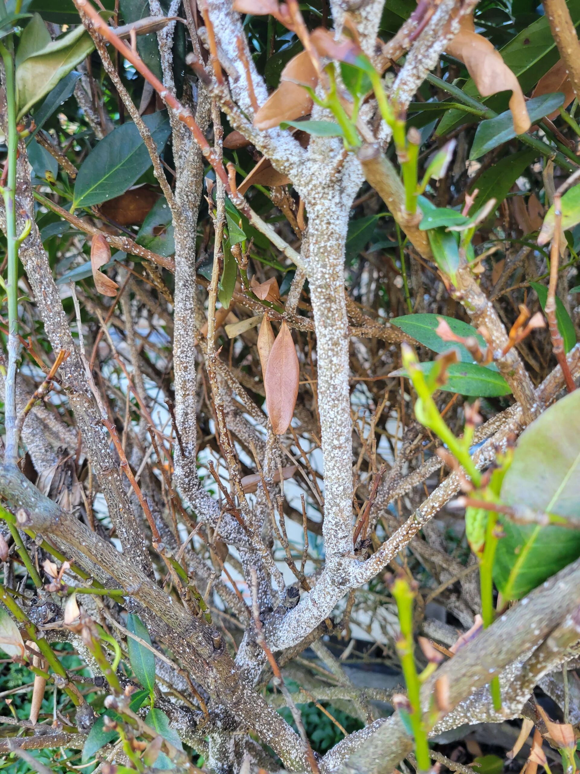 Laurel problems are one of the 2025 plant health concerns Burkholder has treated in the first half of this year