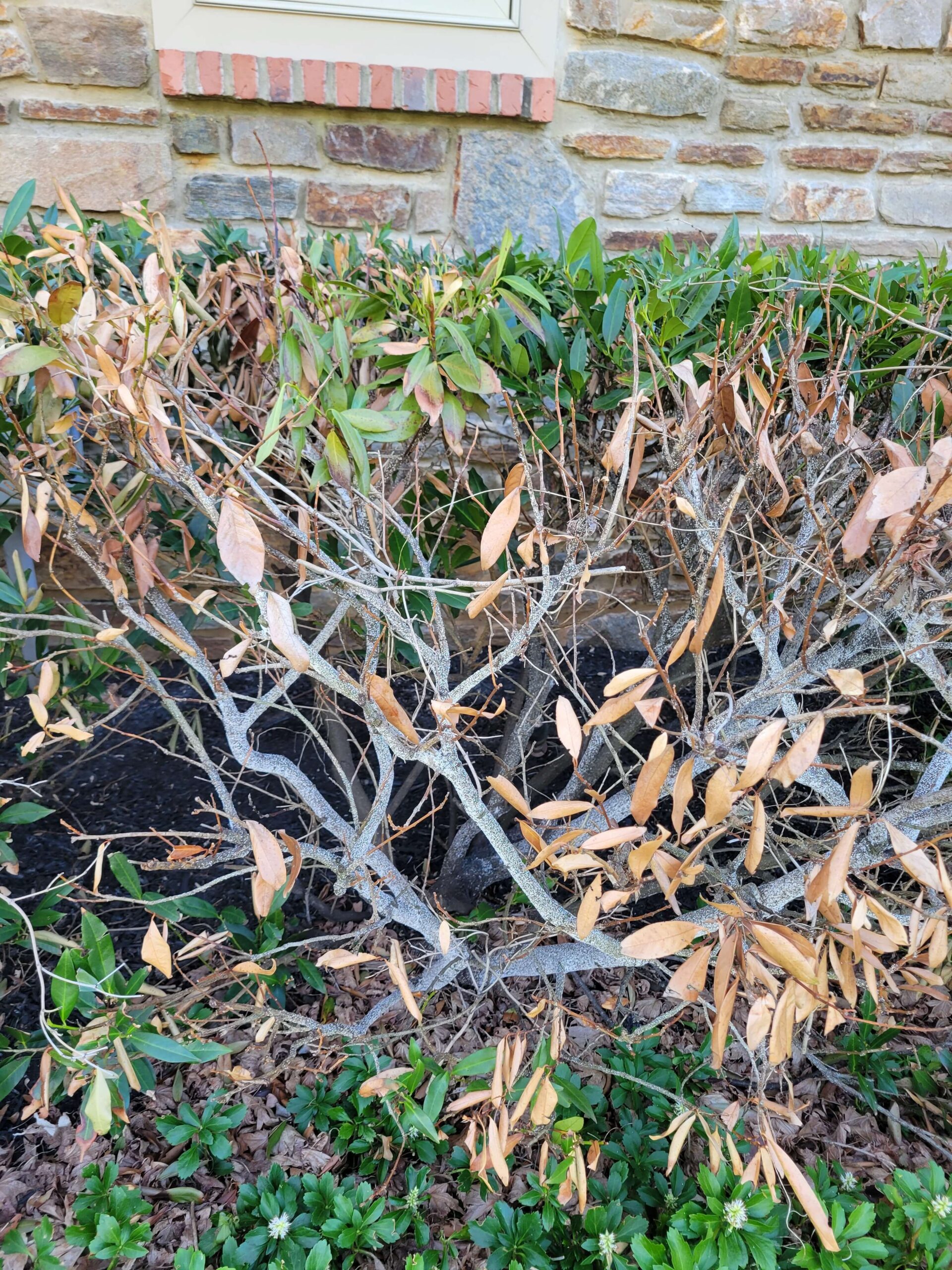 Laurel problems are one of the 2025 plant health concerns Burkholder has treated in the first half of this year