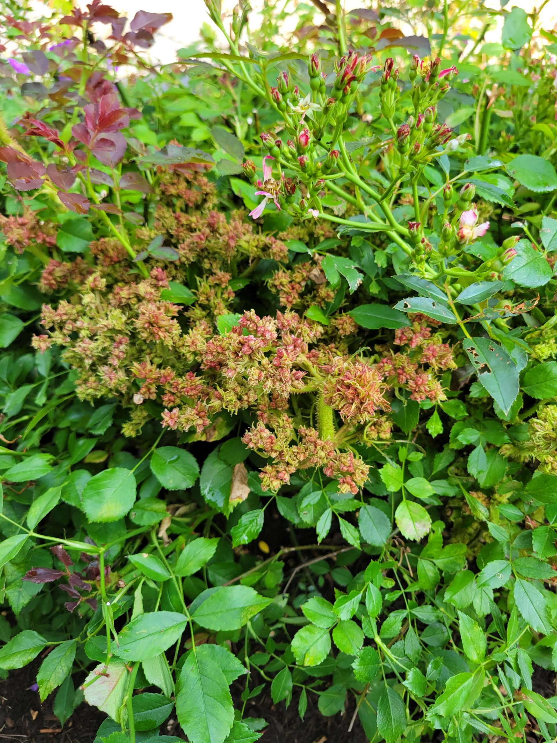 Rose problems are one of the 2025 plant health concerns Burkholder has treated in the first half of this year