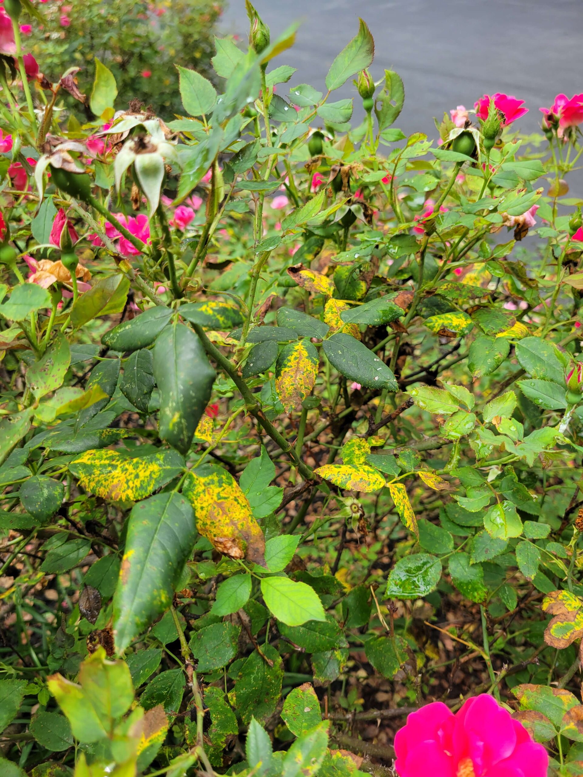 Rose problems are one of the 2025 plant health concerns Burkholder has treated in the first half of this year